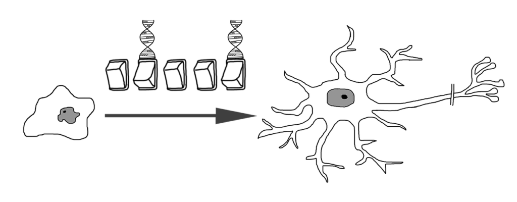 Understanding the Role of Genetic Factors in Arthritis Development