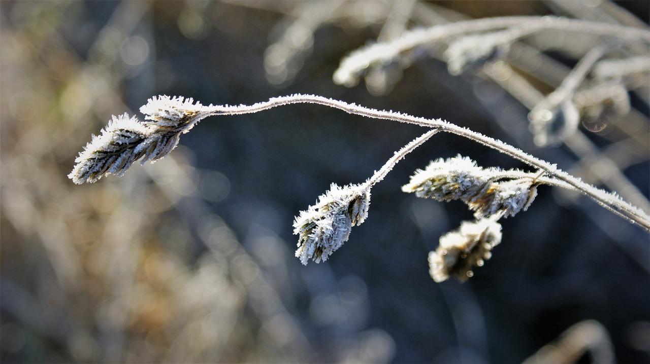 What Is The Best Way To Treat Frostbite