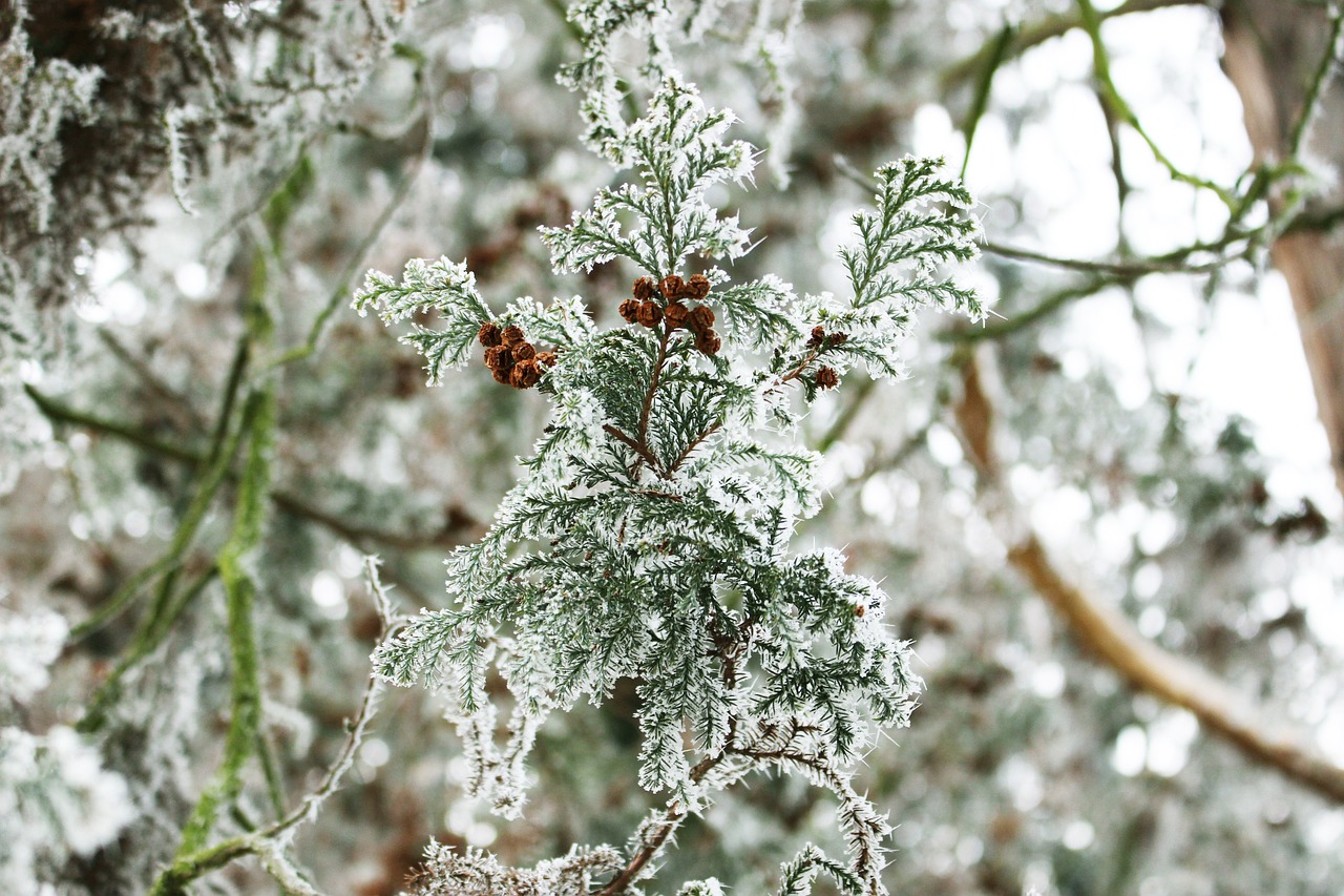 What Body Parts Are Most Often Affected By Frostbite